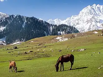 Альпийские луга у Сонмарга