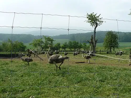 Страусиная ферма
