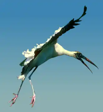 Летящий соногрус