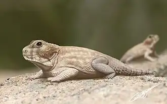 Реконструкция Soturnia caliodon