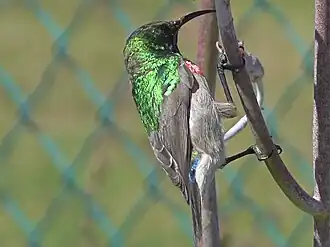 Синегалстучная нектарница