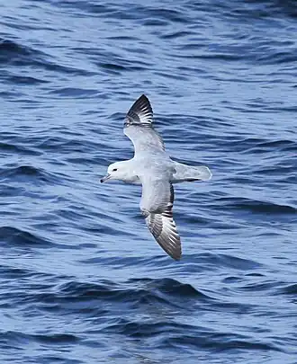 Антарктический глупыш в полёте над проливом Жерлаш