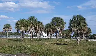 Общий вид группы растений. Тампа, Флорида