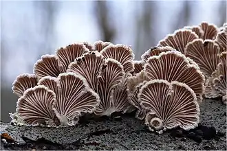 Schizophyllum commune