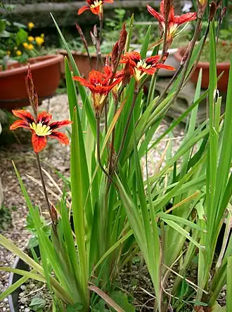 Спараксис трёхцветный (Sparaxis tricolor)