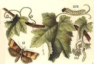 Sparganothis pilleriana