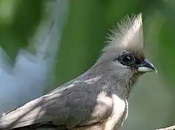 Птицы-мыши1 июля 2023