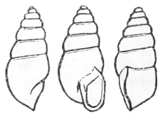 Оригинальная иллюстрация Штураня