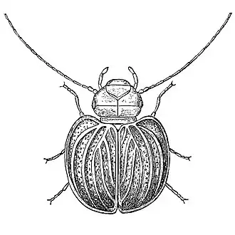 Sphaeropsocus kuenowii