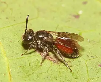 Sphecodes ephippius