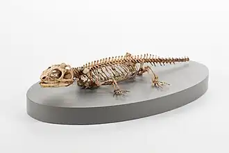 Гаттерия (клювоголовые)