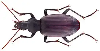 Sphodrus leucophthalmus