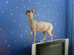 Донской сфинкс