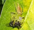 Самка Mopsus mormon поймала муху