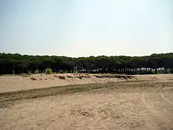 Сосны на побережьи