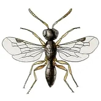 Spilomena troglodytes