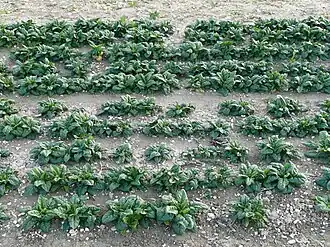 Поле шпината (Италия)