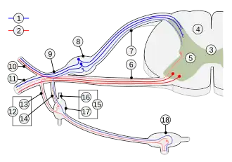 Схема спинномозгового нерва и симпатических ганглиев.
Волокна: 1. чувствительные 2. двигательные.
3. Спинной мозг 4. белое вещество, 5. серое вещество.
Корешки спинномозговых нервов: 6. передний и 7. задний . 8. Спинномозговой ганглий, 9. Спинномозговой нерв. Ветви: 10. дорсальная, 11. вентральная.
12. Соединительные ветви : 13. белые, 14. серые. 15. Симпатический ствол: 16.Межганглионарная ветвь, 17.Паравертебральный ганглий, 18.Превертебральный ганглий .