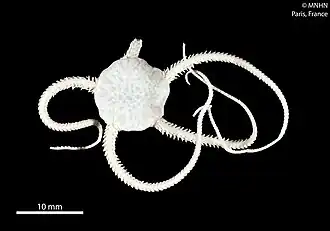 Spinophiura jolliveti