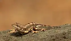 Sitana spinaecephalus