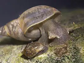 Прудовик большой (Lymnaea stagnalis)и Physa (семейство Physidae).
