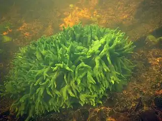 Бадяга на дне реки Зароновка (Шевинка) в Витебском районе Белоруссии