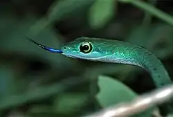 Кустарниковый зелёный уж