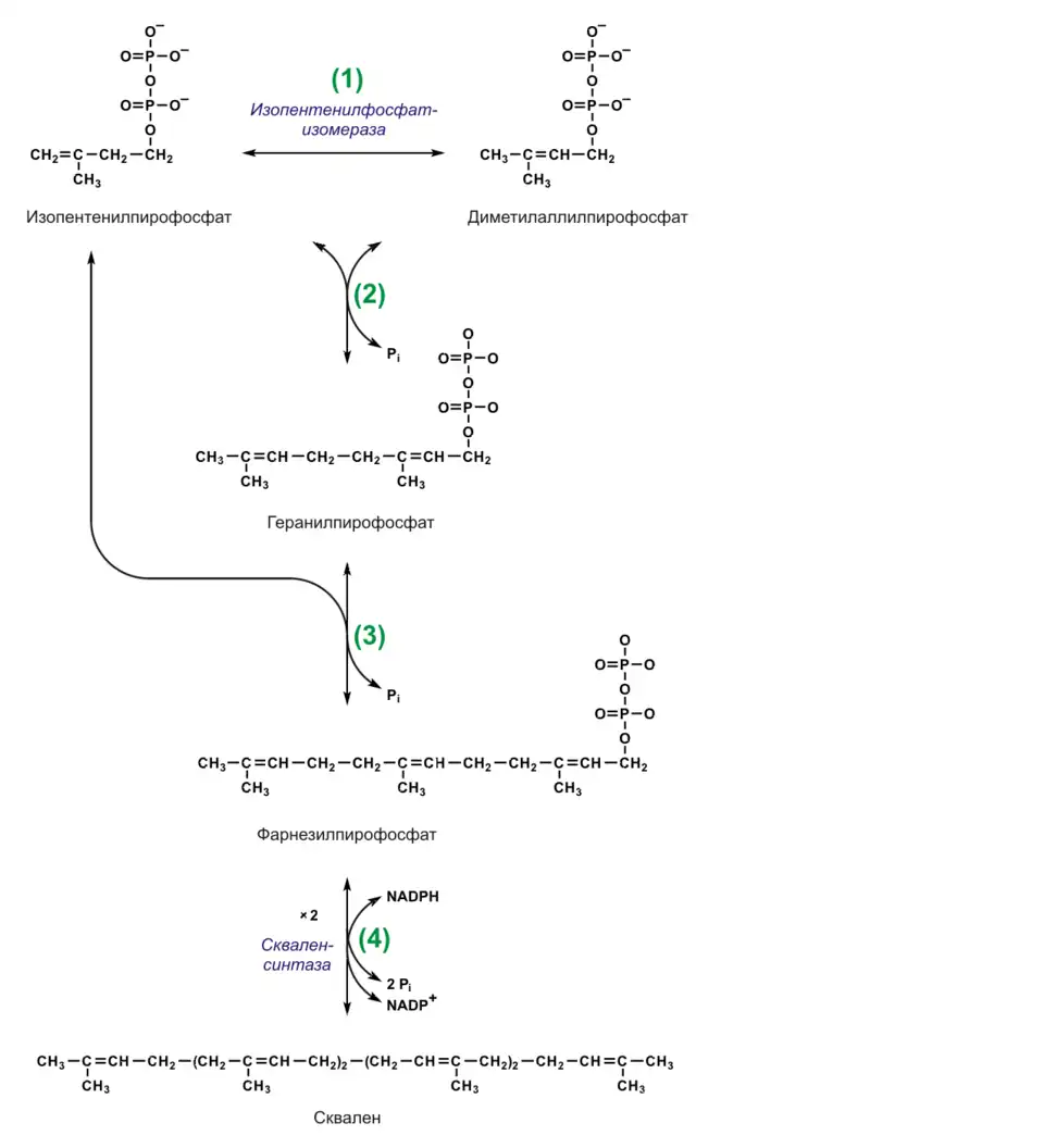 Синтез сквалена