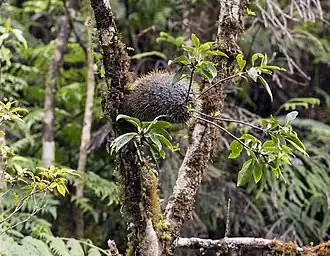 Squamellaria wilsonii, остров Тавеуни