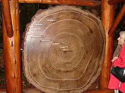 Срез тысячелетнего дерева