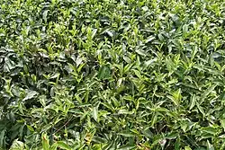 Чайный лист