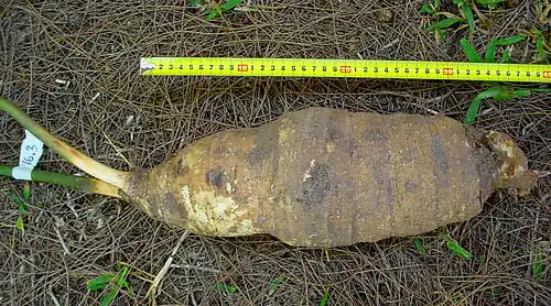 Стеблекорень