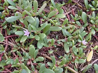 Сезувиум портулаковидный