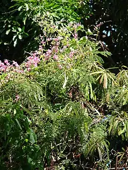 Общий вид (Гавайи)