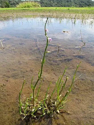 Допатриум ситниковый (Dopatrium junceum)