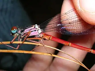 Megalagrion28 февраля 2019