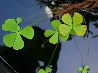Marsilea villosa