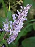 Plectranthus fruticosus