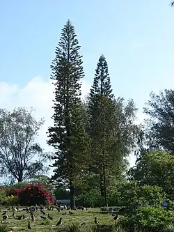 Araucaria columnaris с лайсанским альбатросом. Отель Commodore Ave cul de sac расположен на атолле Мидуэй, в резиденции Sand Island.