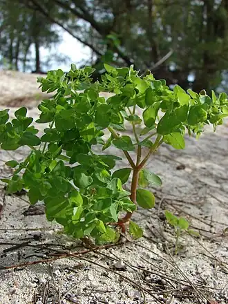 Общий вид растения