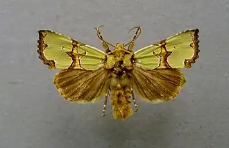 Совка роскошная