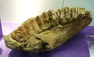Фрагмент челюсти Stegolophodon latidens