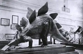 Реконструкция S. stenops в натуральную величину в Национальном музее естественной истории, Вашингтон, около 1911 года