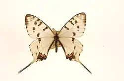 подвид amurensis, самец, Амур