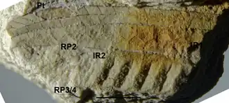 Фотография голотипа Steleopteron cretacicus. Шкала представляет 2 мм.