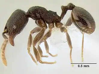 Рабочий Stenamma connectum