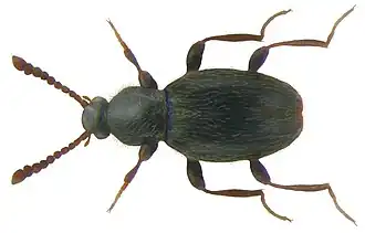 Stenichnus collaris