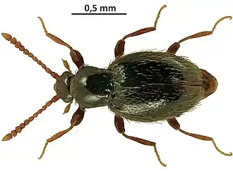 Stenichnus scutellaris