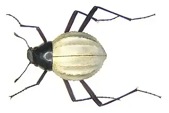 Stenocara eburnea