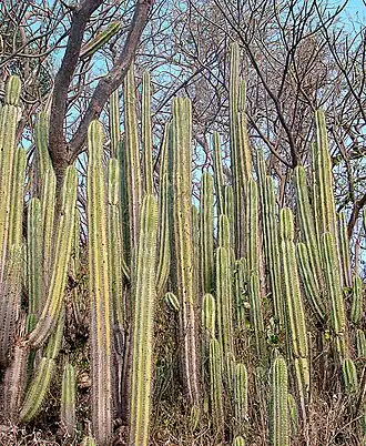 Marshallocereus aragonii